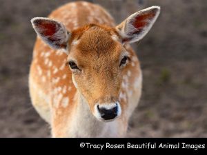 A deer with a fake copyright attribution to racy Rosen Beautiful Animal Images